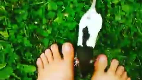 Nora our pet rat is a very smart girl...check this video out and see when she comes when called