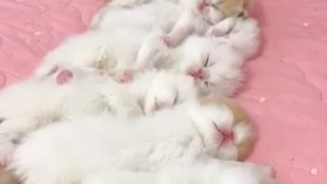 Which one do you choose?? I Want This Cat😍#Rumble#RandomReceh