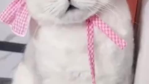 Funny cat