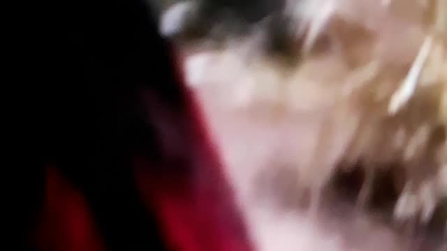 Vlog of animals (me & my son)