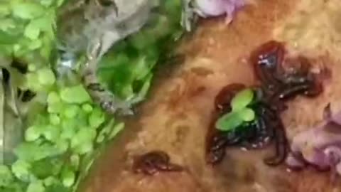 This frog eat worms in a wink of an eye