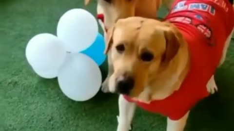 The most popular dog breeds in America American dogs dogs enjoy video
