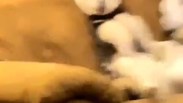 Dog funny video