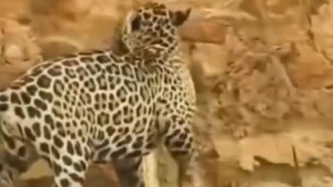 Oh, my God. The leopard bit a snake. Did he eat it for lunch?