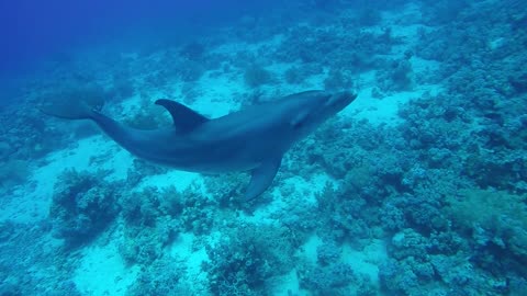 🐬 Martin in the open ocean 🌊