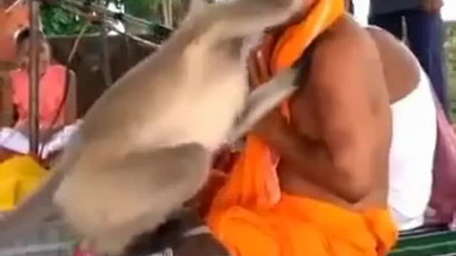 जब अचानक से लंगूर करने लगा पियार फिर जो हुआ