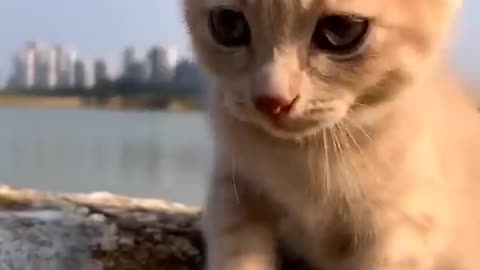 meon catvideos4865
