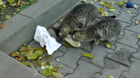 Funny Cats 🐱