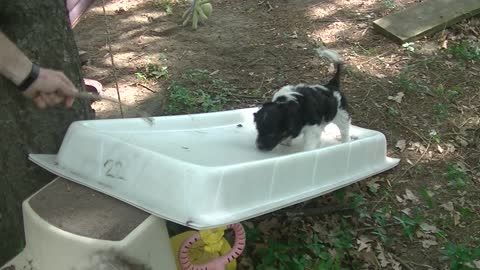 Fun and uphill all the way..puppy strength training..