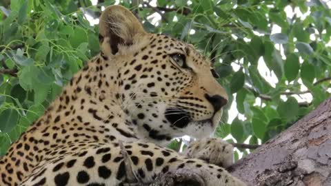 Meet Saseka -- a truly beautiful South African leopard_Cut.mp4