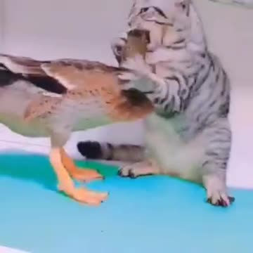 The naughty duck and the poor cat