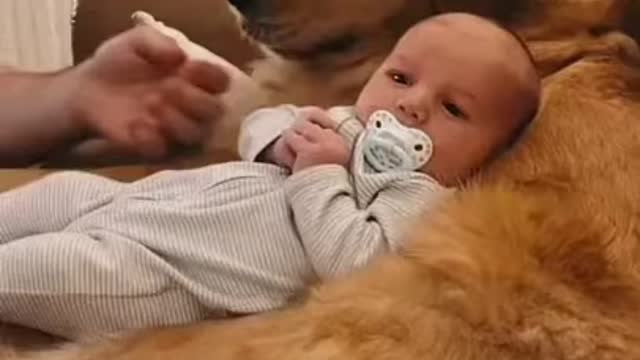 Baby and Animals Compilation