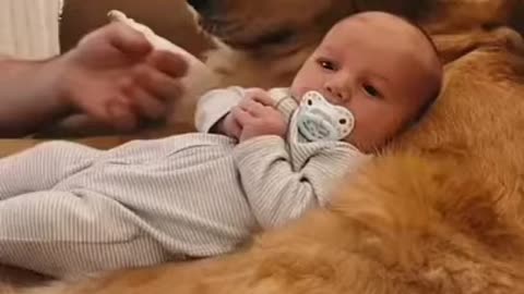 Baby and Animals Compilation
