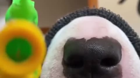 Puppy Dogs Baby Dogs Cute and Funny Dog Videos 2022