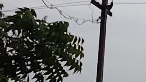 Poor Crow attacked by this angry birds.