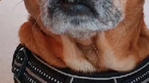 2024-08-25 - Truth Pups - NEWS