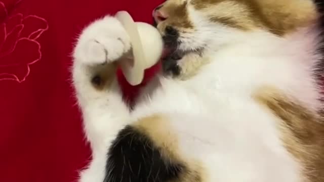 Cute cat sleeping with a Pacifier in Her Mouth|Just relaxing with stolen Pacifier