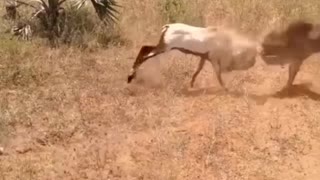 1vs2 full fight very nice video must watch...|