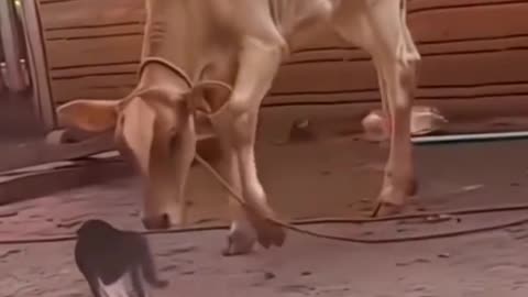 CATS ARE STRONG 😎💪💥💯😈