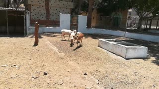 Family Gather Of Nile Lechwe Morning Walk Discussion