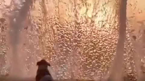 Dog Sun set ocean
