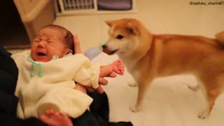 A dog loves a baby 🐶