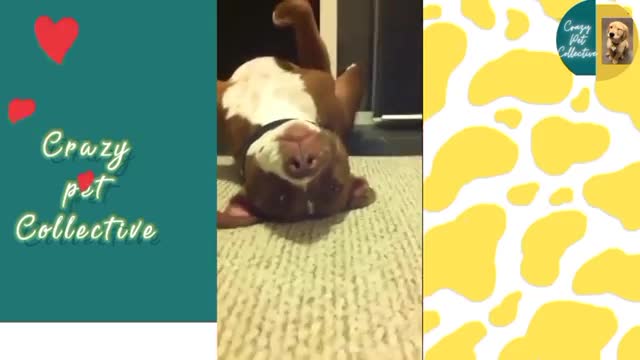 The best funny compilation videos of pet, dog