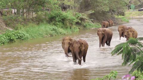 Elephant Nature Park The Sanctuary For Elephant - ElephantNews