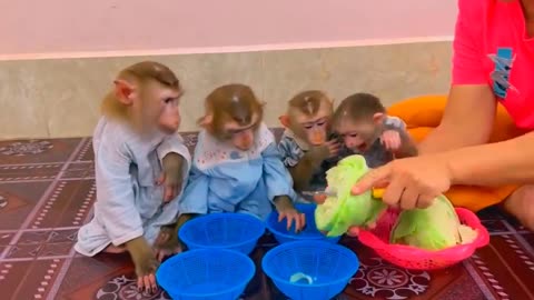 They are Clever and Lovely #monkeys #pets #animals #funny #20