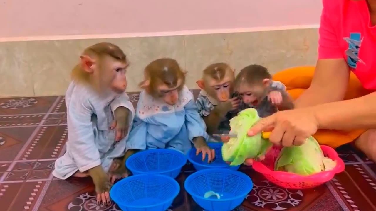 They are Clever and Lovely #monkeys #pets #animals #funny #20