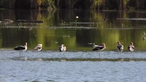 Nature of Birds
