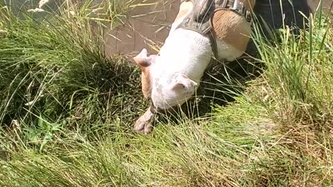 Rico gets a little muddy