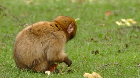 Adorable Moments: Monkey Enjoys a Meal on the Grass!
