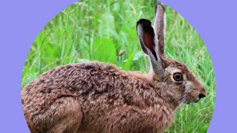 Animais que começam com "H" em inglês
