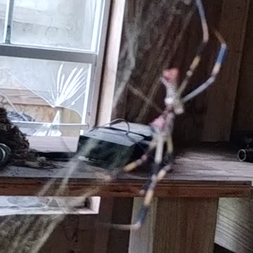 Orb weaving Spider.
