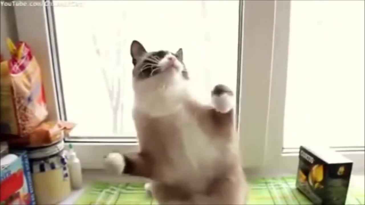 Funny Dancing Animals Compilation