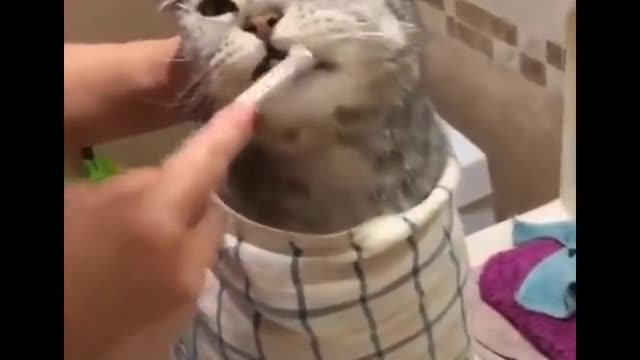 Quite funniest cat : try not to laugh