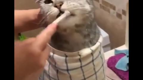 Quite funniest cat : try not to laugh