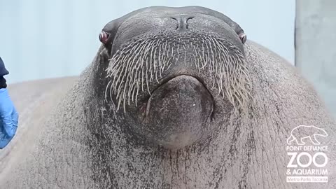 Boogie Vs. Walrus Remix - The Remix Bros