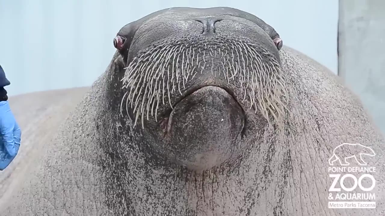 Boogie Vs. Walrus Remix - The Remix Bros