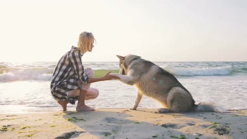 dog training basic rule
