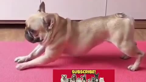 Dog doing yoga sport