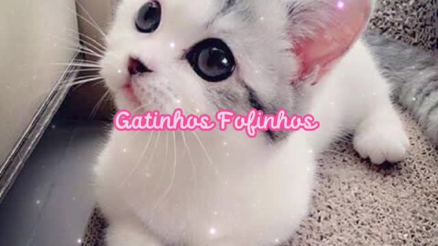 Gatinhos Fofinhos