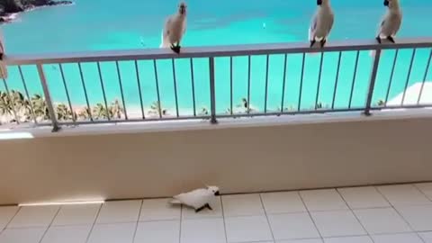 Beautiful Wild Cockato's Happy Good Vibes