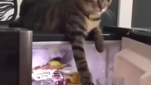 Funny 🐕 pets-1