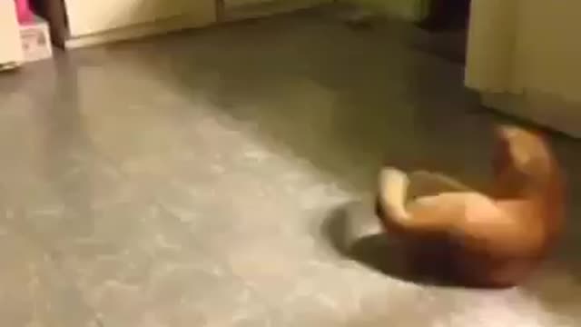Cat danced like the king of pop
