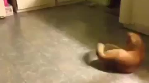 Cat danced like the king of pop