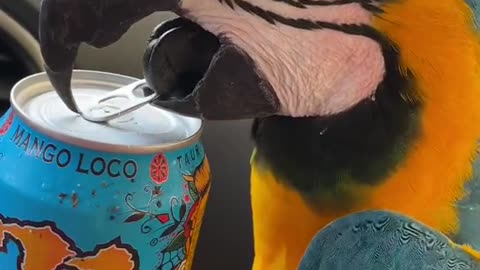 Animal fun