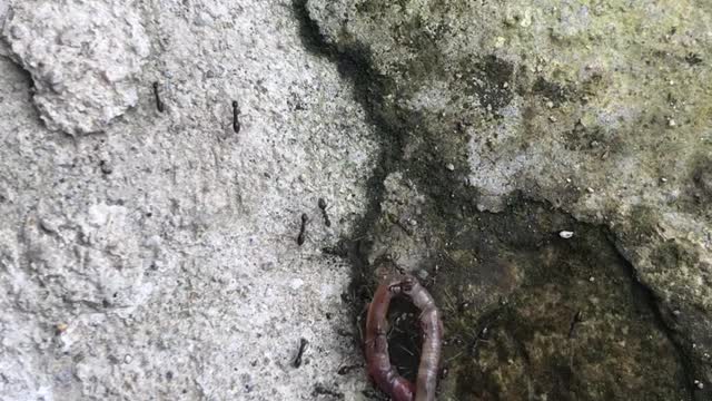 Ants Worm American Republicans Democrats