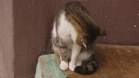 A cute cat enjoying its composure.